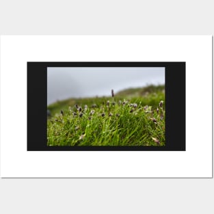 Grass and buds with morning dew Posters and Art